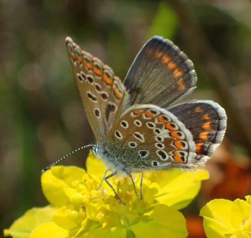 Réf. 181 311 : Polyommatus icarus